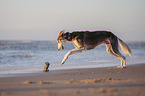 Saluki on the beach