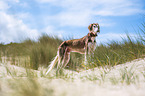 Saluki on the beach