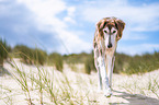 Saluki on the beach
