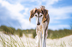 Saluki on the beach
