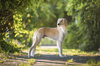 Saluki
