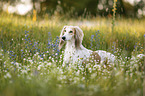 Saluki