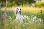 Saluki