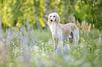 Saluki