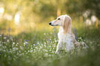 Saluki
