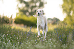 Saluki