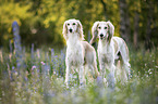 Saluki