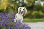 Saluki