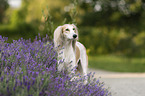 Saluki