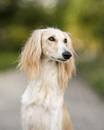 Saluki