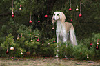 Saluki