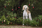 Saluki