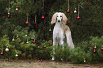 Saluki