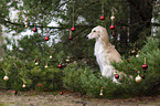 Saluki