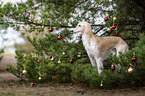 Saluki