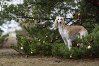Saluki