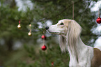 Saluki