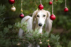 Saluki