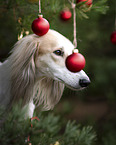 Saluki