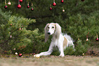 Saluki