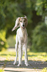 Saluki