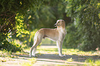 Saluki