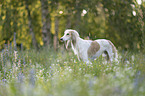 Saluki