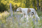 Saluki