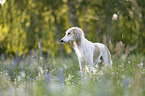 Saluki