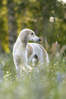 Saluki