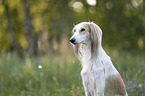 Saluki
