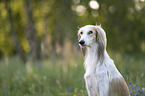 Saluki