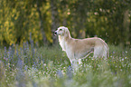 Saluki
