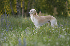 Saluki