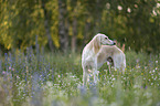 Saluki