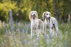 Saluki