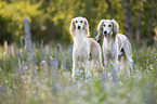 Saluki