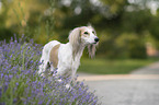 Saluki