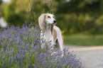 Saluki