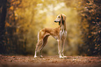 Saluki