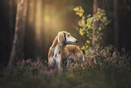 Saluki