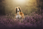 Saluki