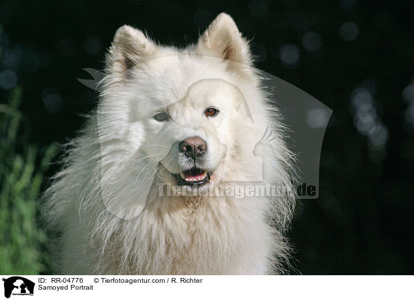 Samojede / Samoyed Portrait / RR-04776