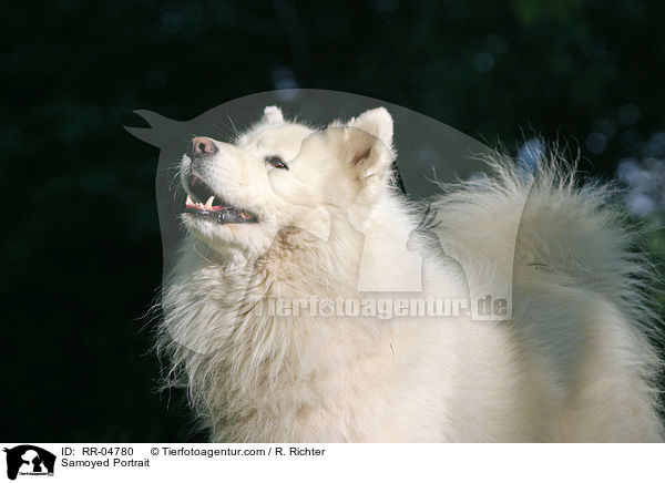 Samoyed Portrait / RR-04780