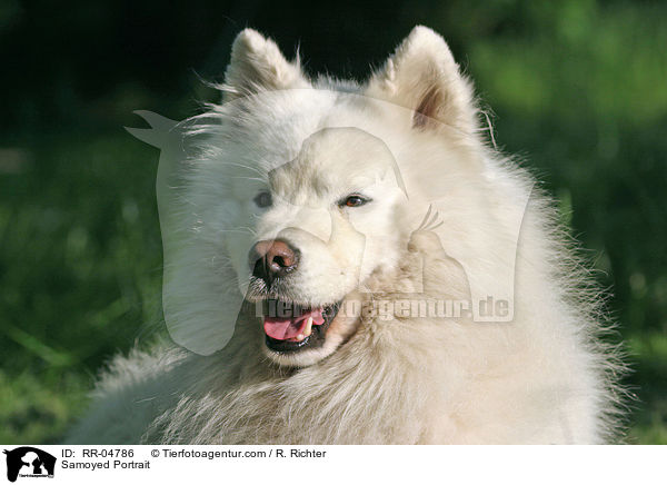 Samojede / Samoyed Portrait / RR-04786