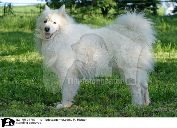 stehender Samojede / standing samoyed / RR-04787