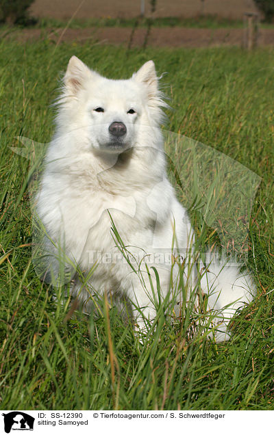 sitzender Samojede / sitting Samoyed / SS-12390