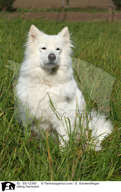 sitting Samoyed / SS-12390