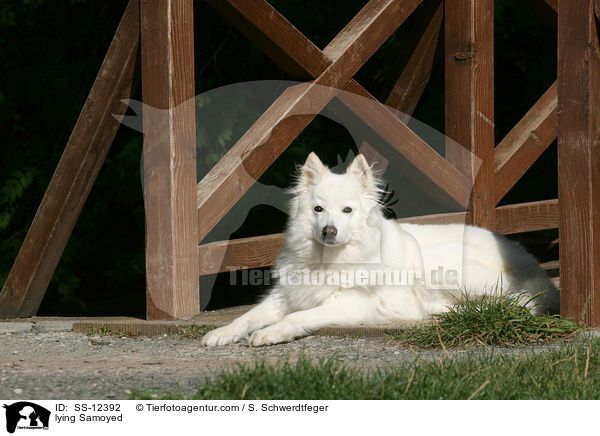 liegender Samojede / lying Samoyed / SS-12392