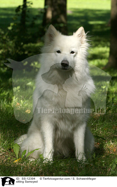 sitzender Samojede / sitting Samoyed / SS-12394